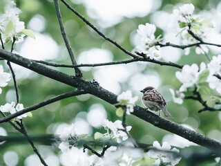 Video Killed the Radio Star 歌词